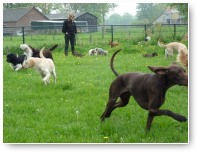Het begint te miezeren, maar de honden lijken er geen last van te hebben.