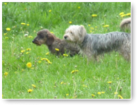 Vakantievriendjes Balou en Benji