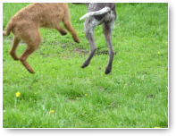 Zo gemakkelijk is dat nog niet hoor, honden fotograferen.
