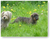 Moeilijk hoor, er gevaarlijk uitzien als je tot je schouders in het gras staat.