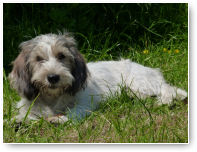 Eén van de kleuters, Pepper de Petit Basset Griffon Vendeen