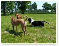 Clubje dames met Viszla Ilka, Bassethound Rose en kruising Leya.