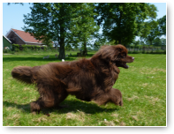 Oskar in actie. Hij is een energievolle New Foundlander.
