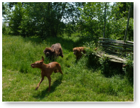 Er wordt wat afgespeeld, Fledder de Golden Retriever doet graag mee.