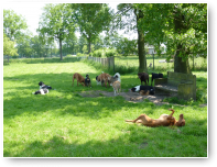 Het lijkt of de honden ook echt op de zomer hebben gewacht.