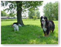 Amanta de Berner Sennen wacht altijd op een knuffel.
