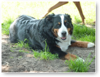 Daisy moet even uitrusten in de schaduw.