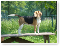 Beagleteefje Jip is vanmorgen binnengekomen en houdt meteen een oogje in't zeil.