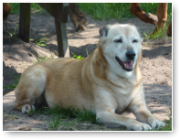 Shanti, niet meer de jongste wel één van de liefste honden.