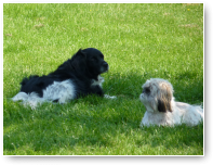 Amber en Luna, lekker saampjes in de schaduw.