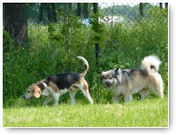 Aesir is een IJslandse hond en volgt hier Beatle Beagle op de voet.