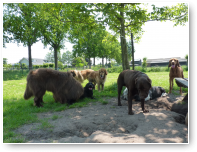 Oskar, Hummer, Fledder en Sammie