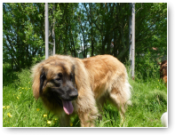 Ziva, achter bij de wilgenhut.