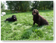 Labradorduo Max en Choca.