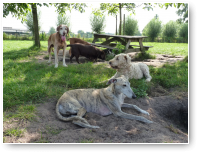 Lekker loungen in de schaduw.