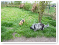 Neus aan de grondweer
